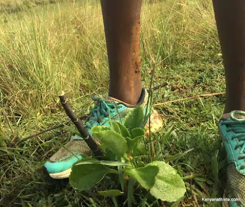 Some herbs work well on running-related injuries among Kenyan runners